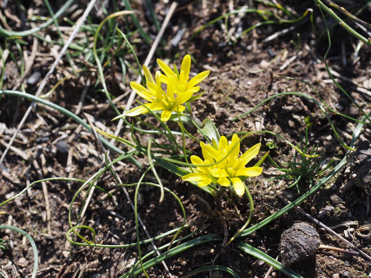 Star-of-Behlehem, Early